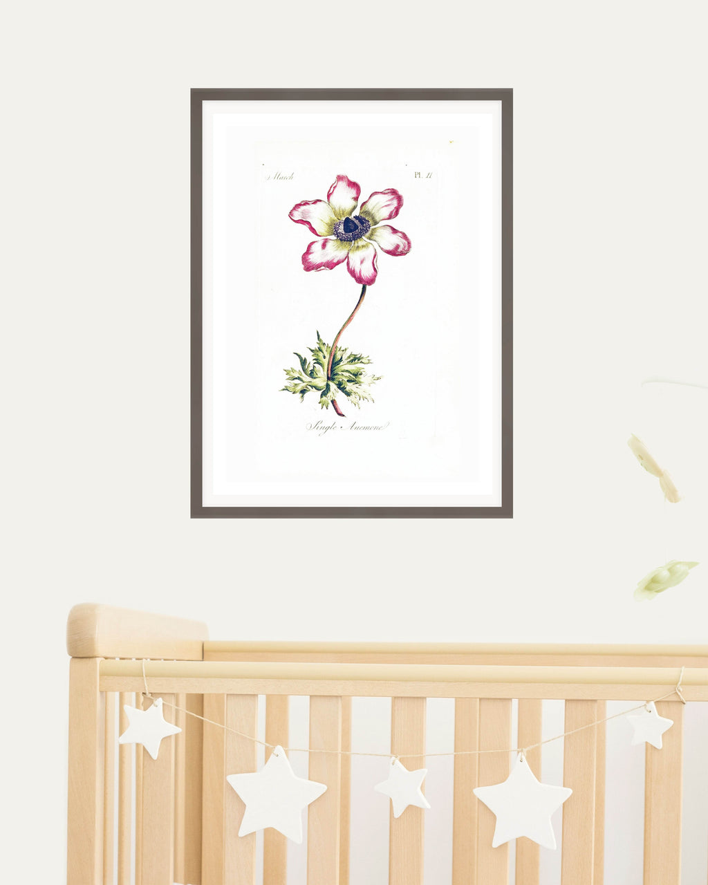 Single Anemone - Hakyarts