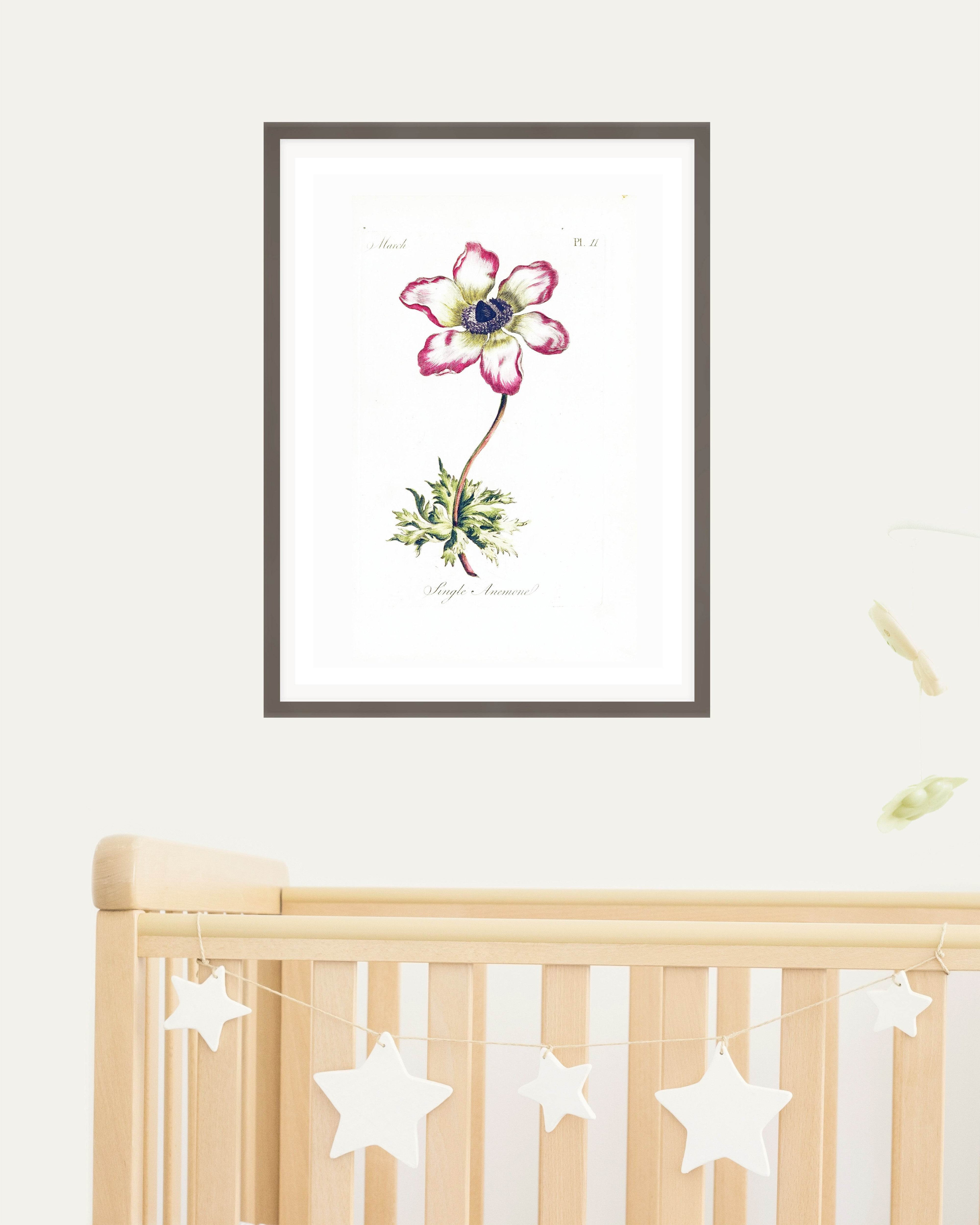 Single Anemone - Hakyarts