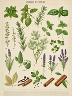 Adolphe Millot – Fauna & Flora Trio