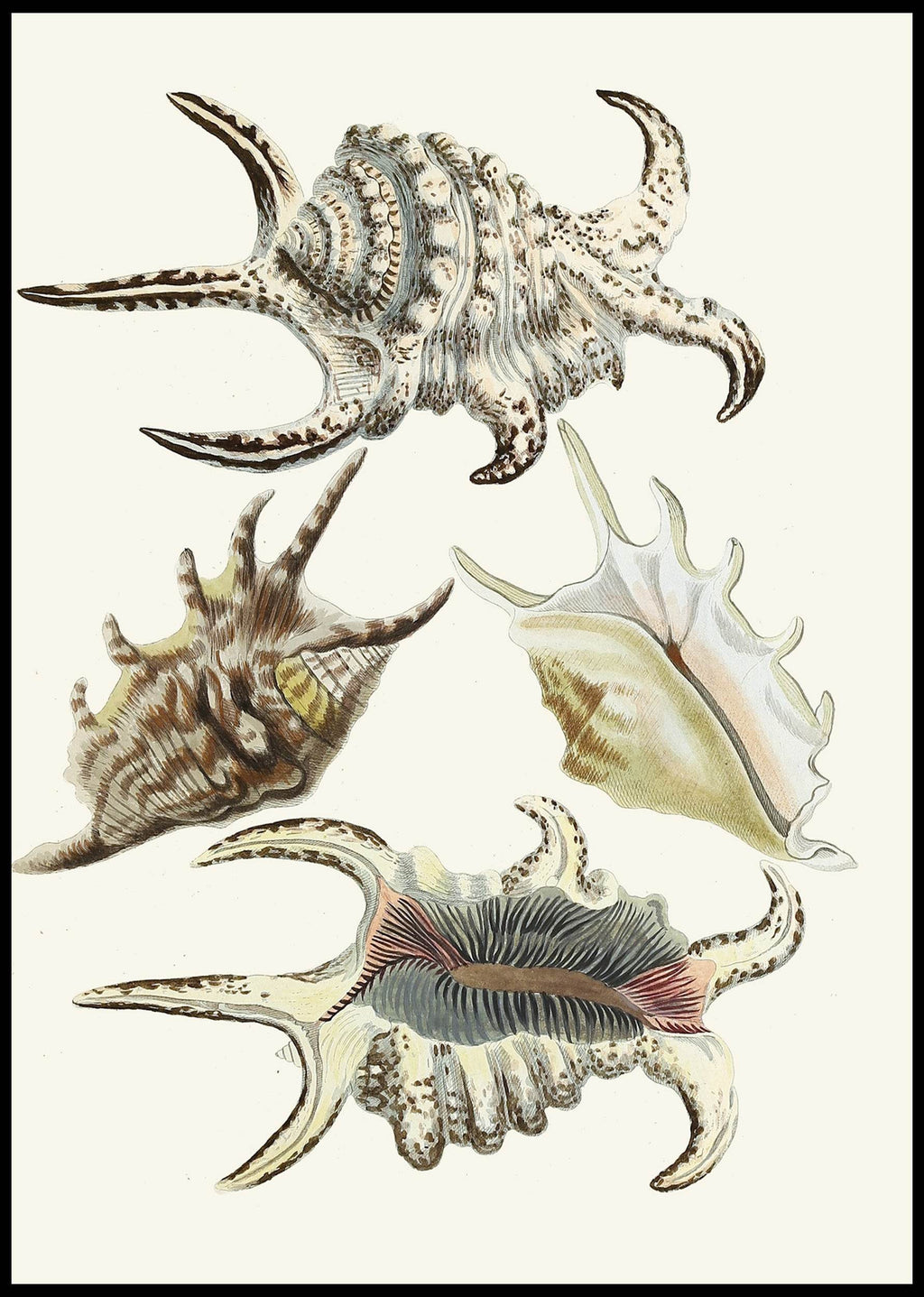 The Winged Snails Pl.21 - Hakyarts