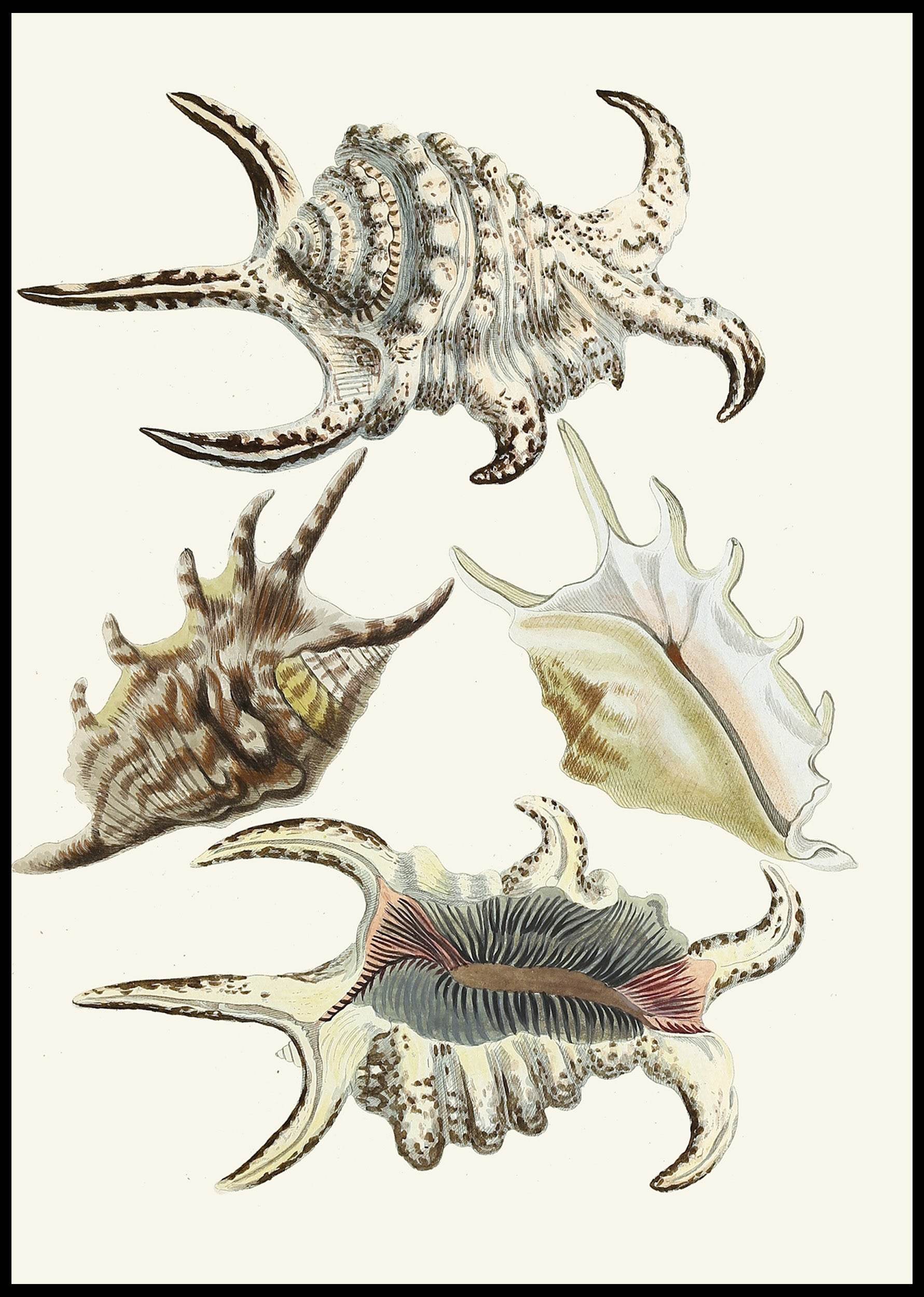 The Winged Snails Pl.21 - Hakyarts