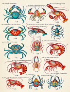 Louis Renard – Deep Sea Treasures