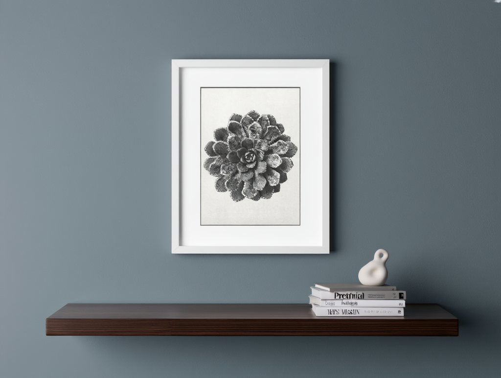 Karl Blossfeldt - Margined Pyramidal Saxifrage