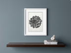 Margined Pyramidal Saxifrage by Karl Blossfeldt – Botanical Photography Art Print - Hakyarts
