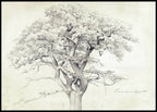 Treetop - Hakyarts