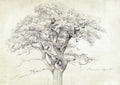 Treetop - Hakyarts
