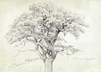 Treetop - Hakyarts