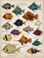 Louis Renard – Deep Sea Treasures
