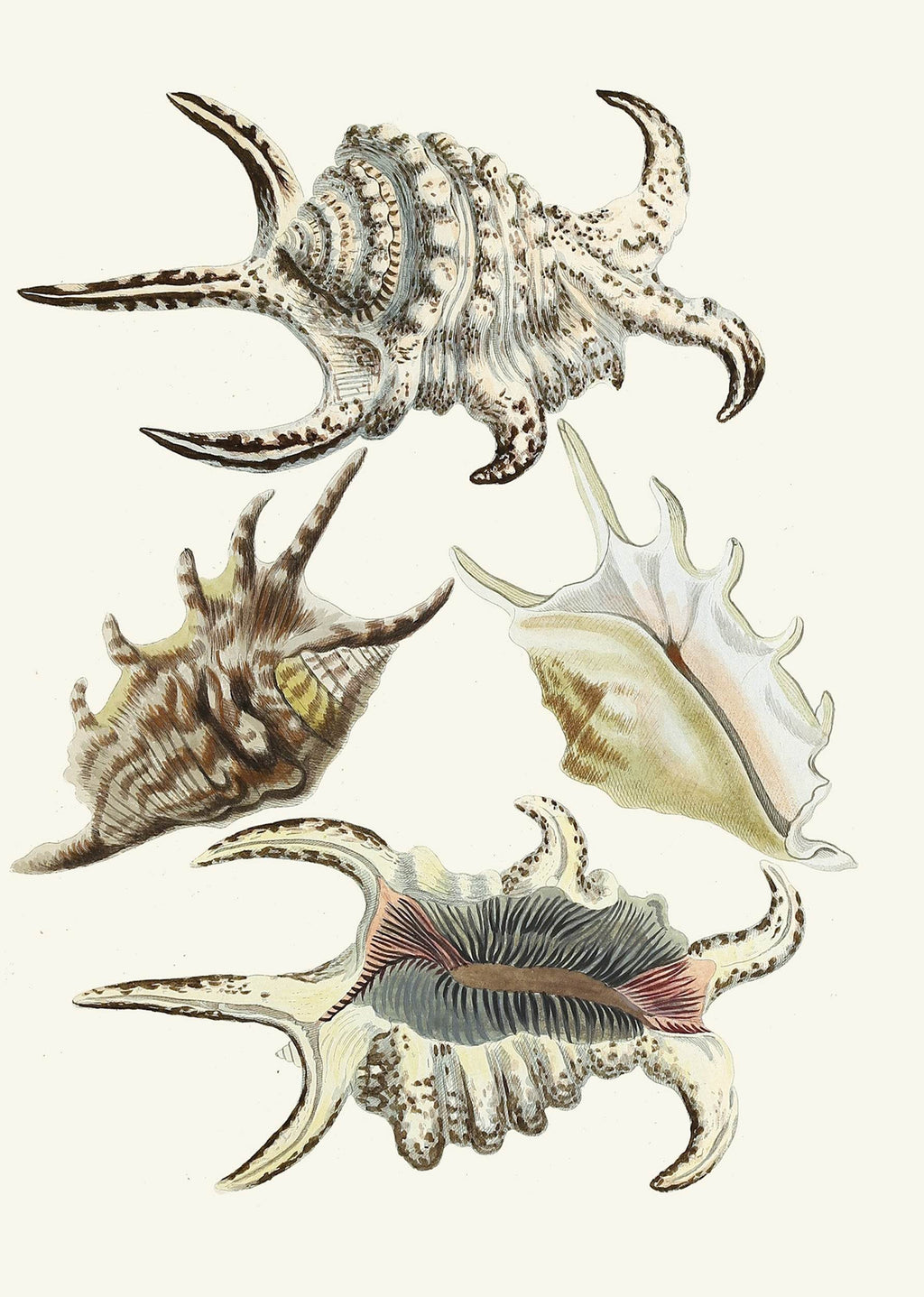 The Winged Snails Pl.21 - Hakyarts