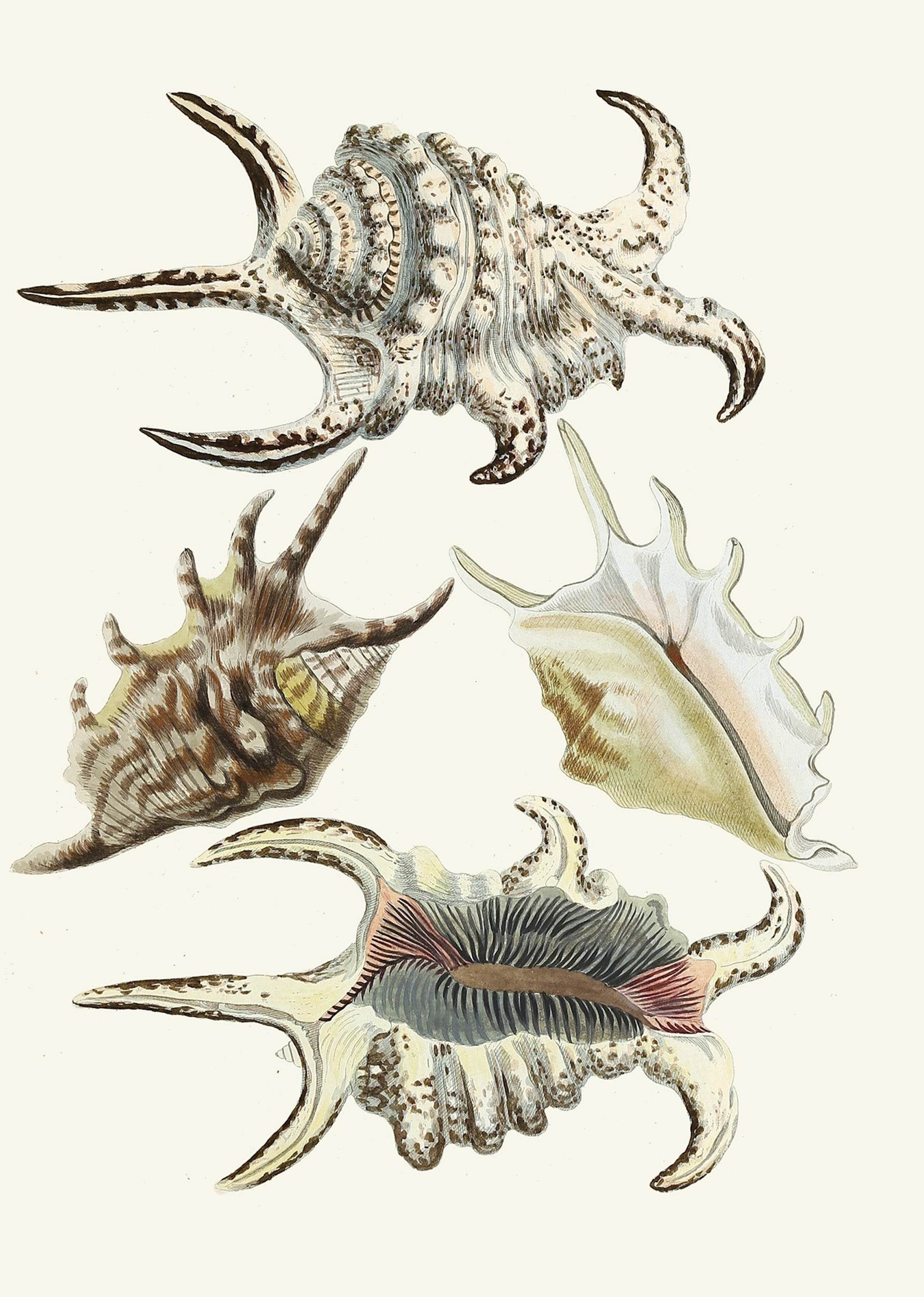 The Winged Snails Pl.21 - Hakyarts