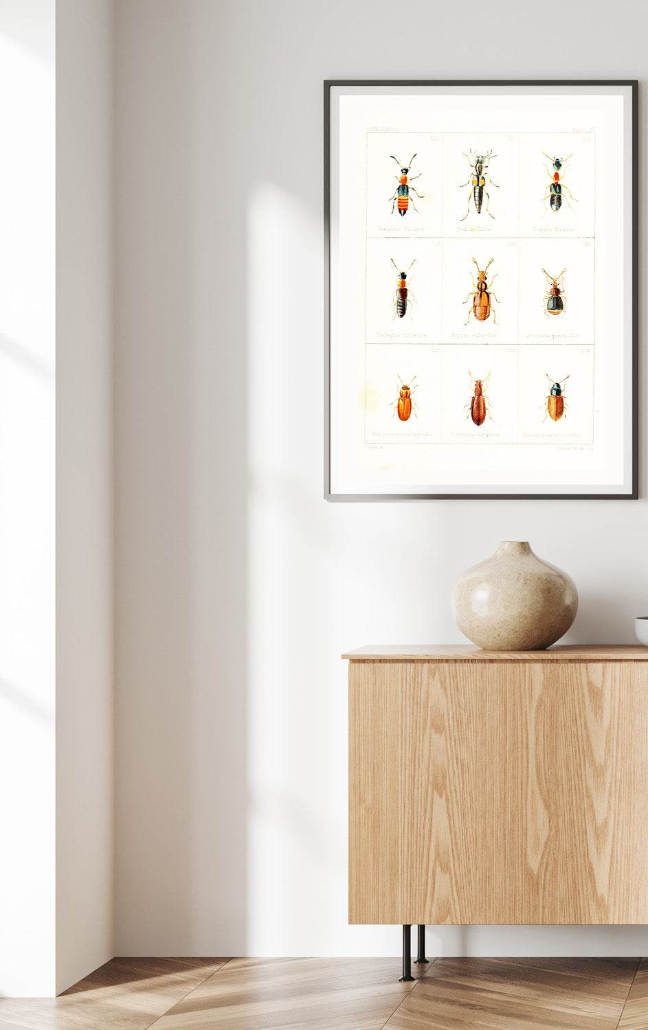 British Beetles Plate IV - Hakyarts