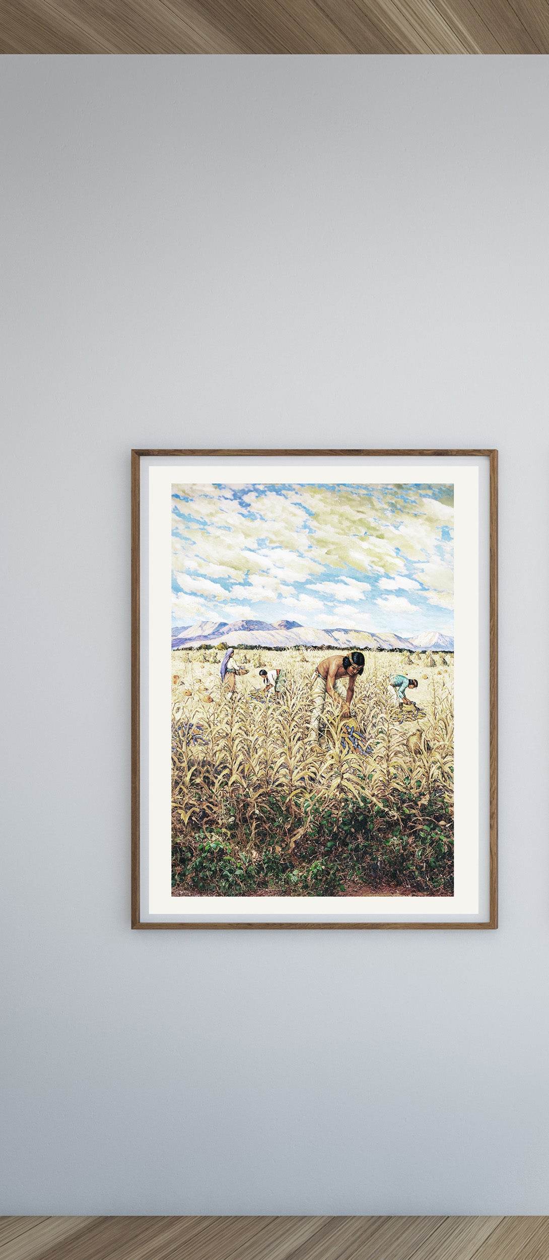 Corn Harvest at Santo Domingo - Hakyarts