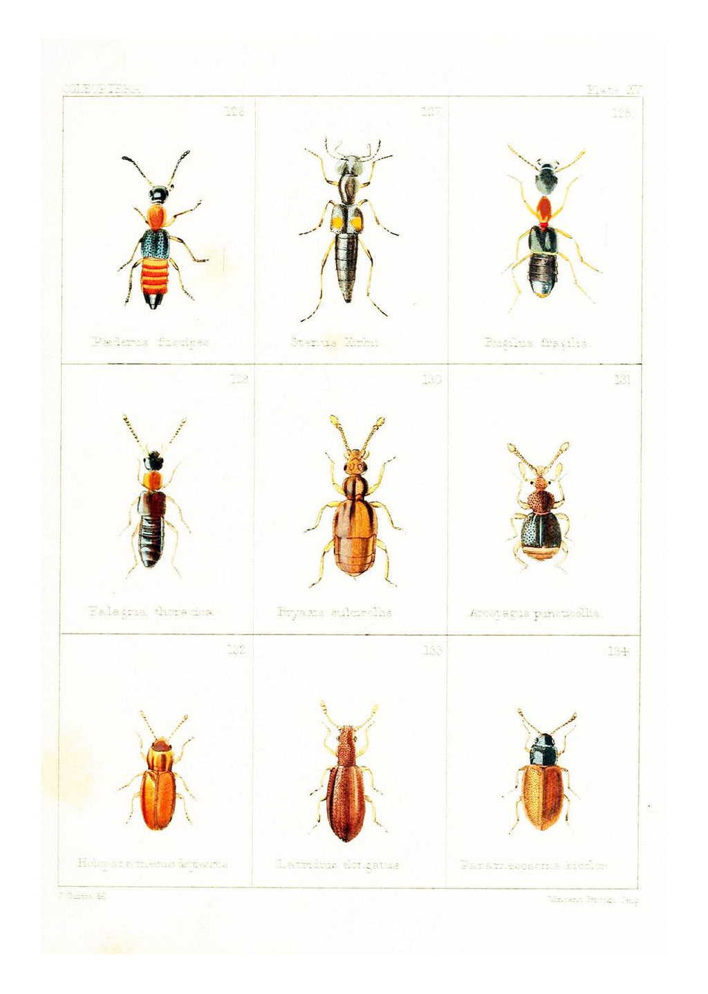 British Beetles Plate IV - Hakyarts