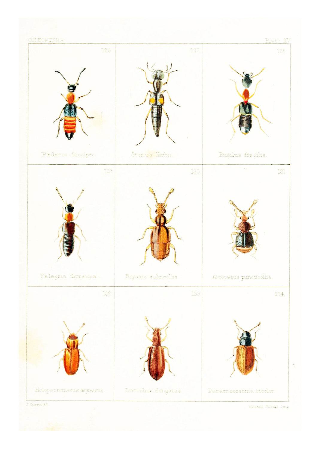 British Beetles Plate IV - Hakyarts