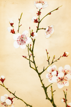 Megata Morikaga - Plum Branches with Blossoms