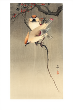 Starlings and Cherry Tree – Ohara Koson Poster | Japanese Nature Art Print - Hakyarts