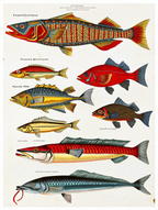 Louis Renard – Colorful Aquatic Life Series