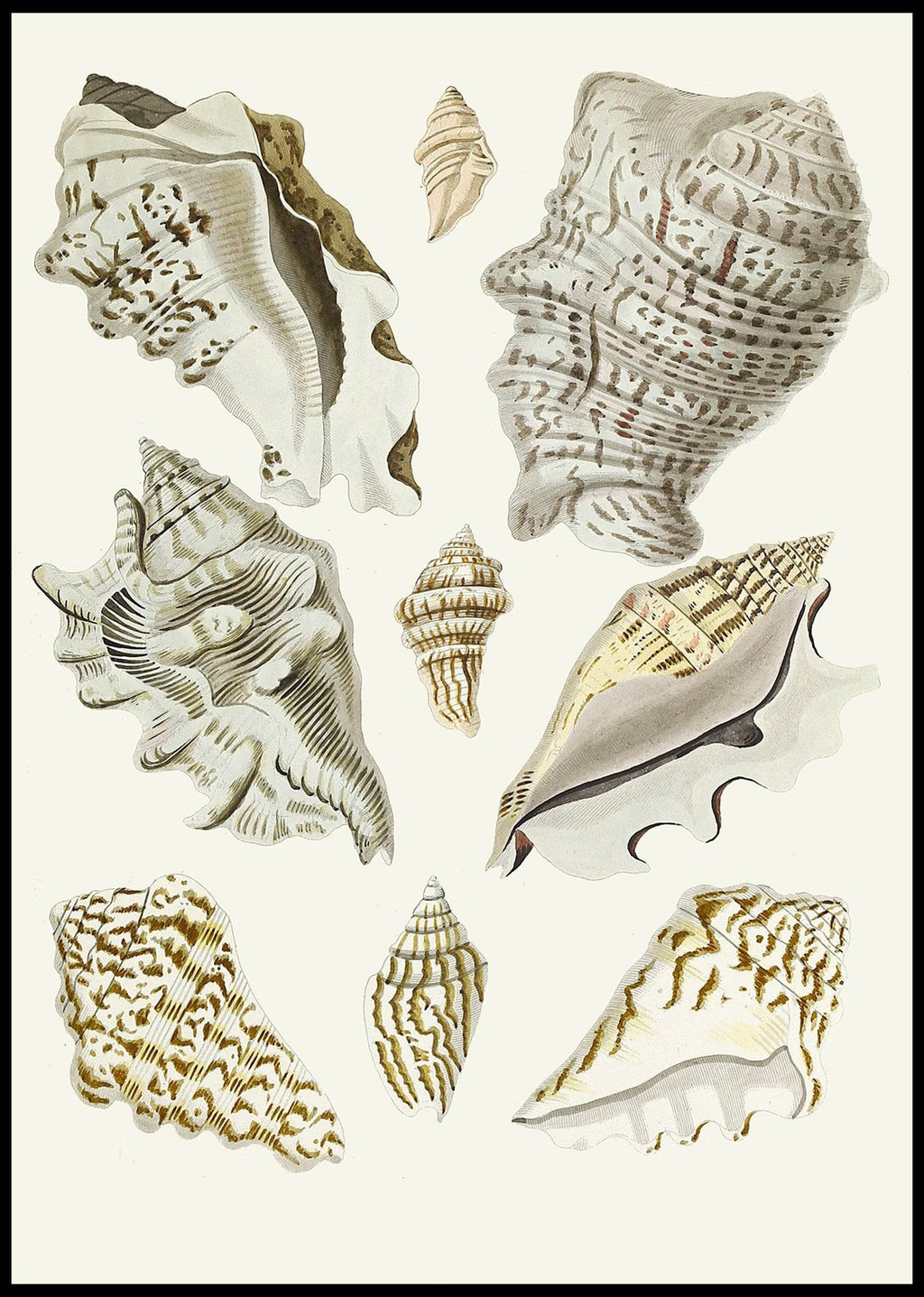 The Winged Snails Pl.23 - Hakyarts