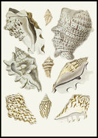 The Winged Snails Pl.23 - Hakyarts