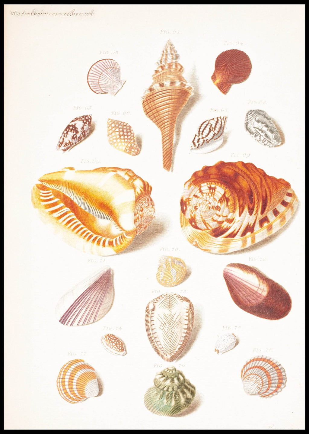 Illustration Planche Med Konkylier - Hakyarts