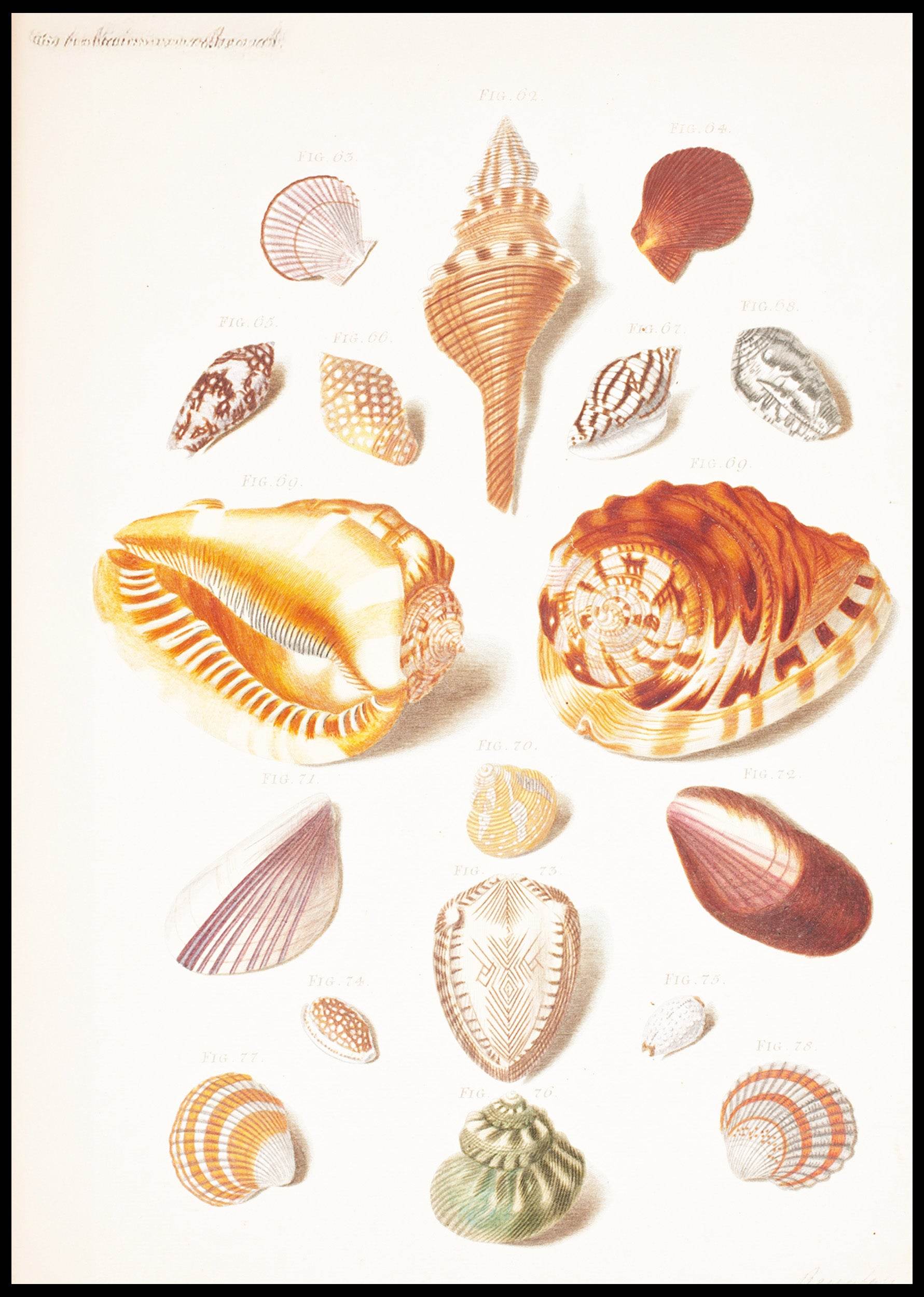 Illustration Planche Med Konkylier - Hakyarts