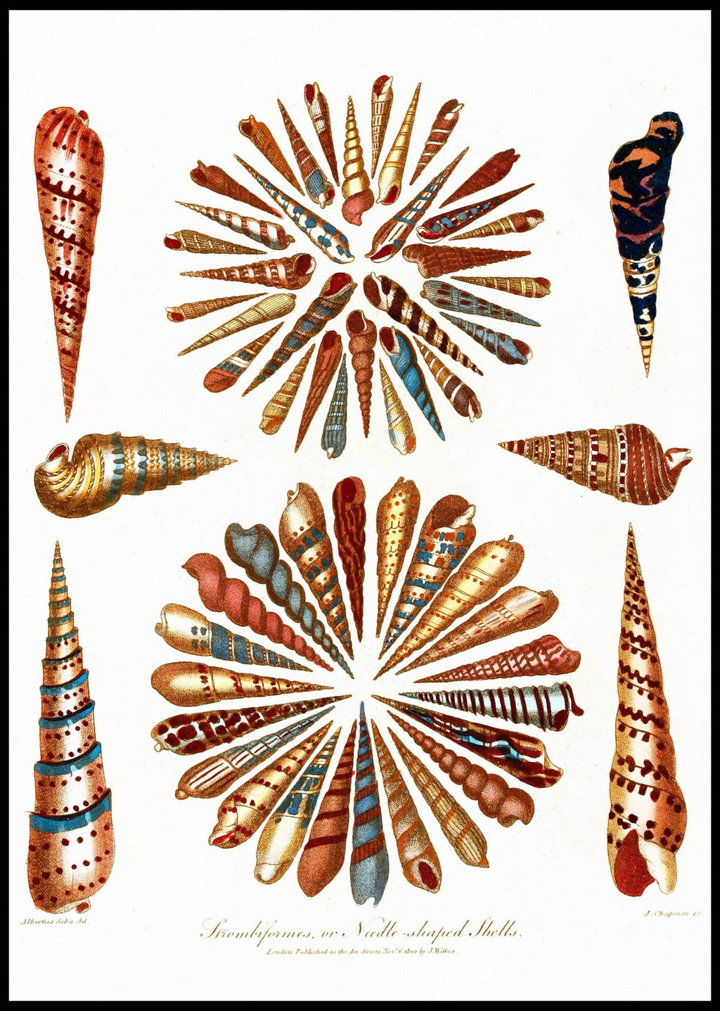 Encyclopaedia Londinensis – Conchology Pl. 11 - Hakyarts