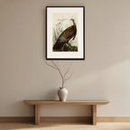 Wild Turkey by John James Audubon – Ornithological Art Print