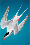 John James Audubon - Roseate Tern