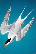 John James Audubon - Roseate Tern