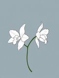 Nature’s Palette – 7 Floral Compositions - Hakyarts