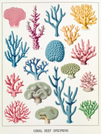 William Saville-Kent – Ocean Life Highlights