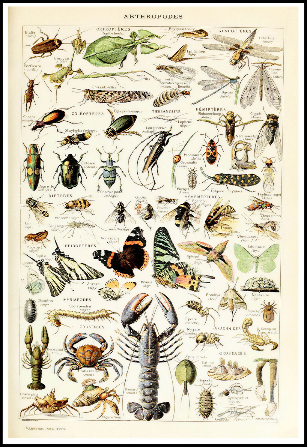 Adolphe Millot - Arthropodes Poster