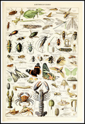 Vintage Arthropodes by Adolphe Millot – Entomology Illustration Art Print - Hakyarts