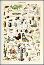 Vintage Arthropodes by Adolphe Millot – Entomology Illustration Art Print - Hakyarts