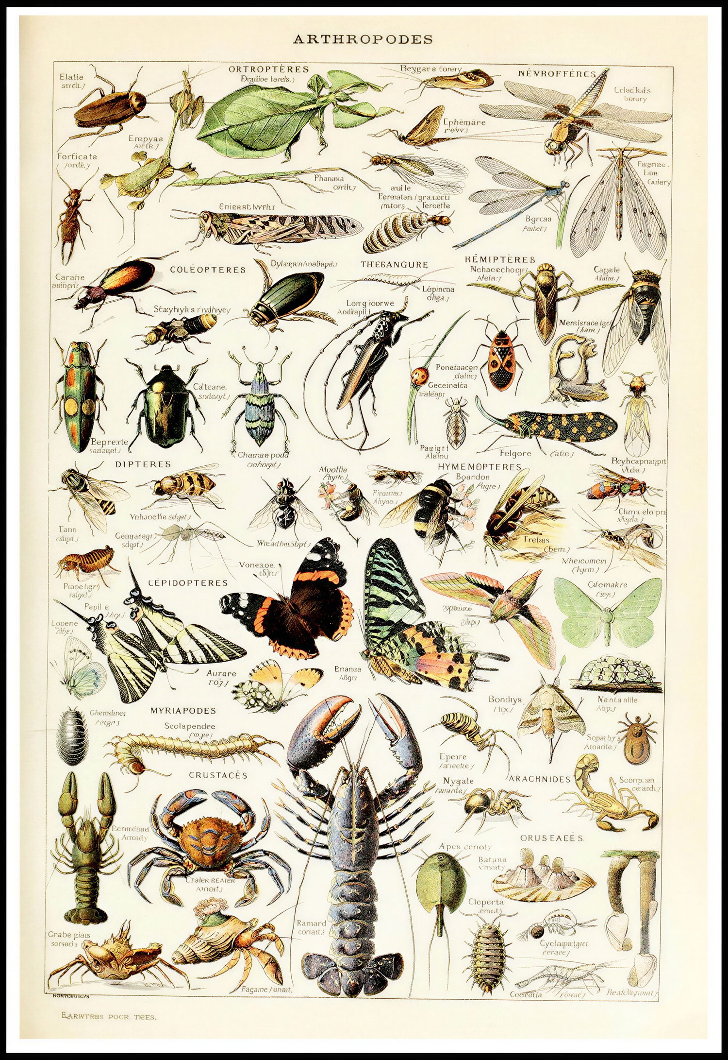 Adolphe Millot - Arthropodes Poster