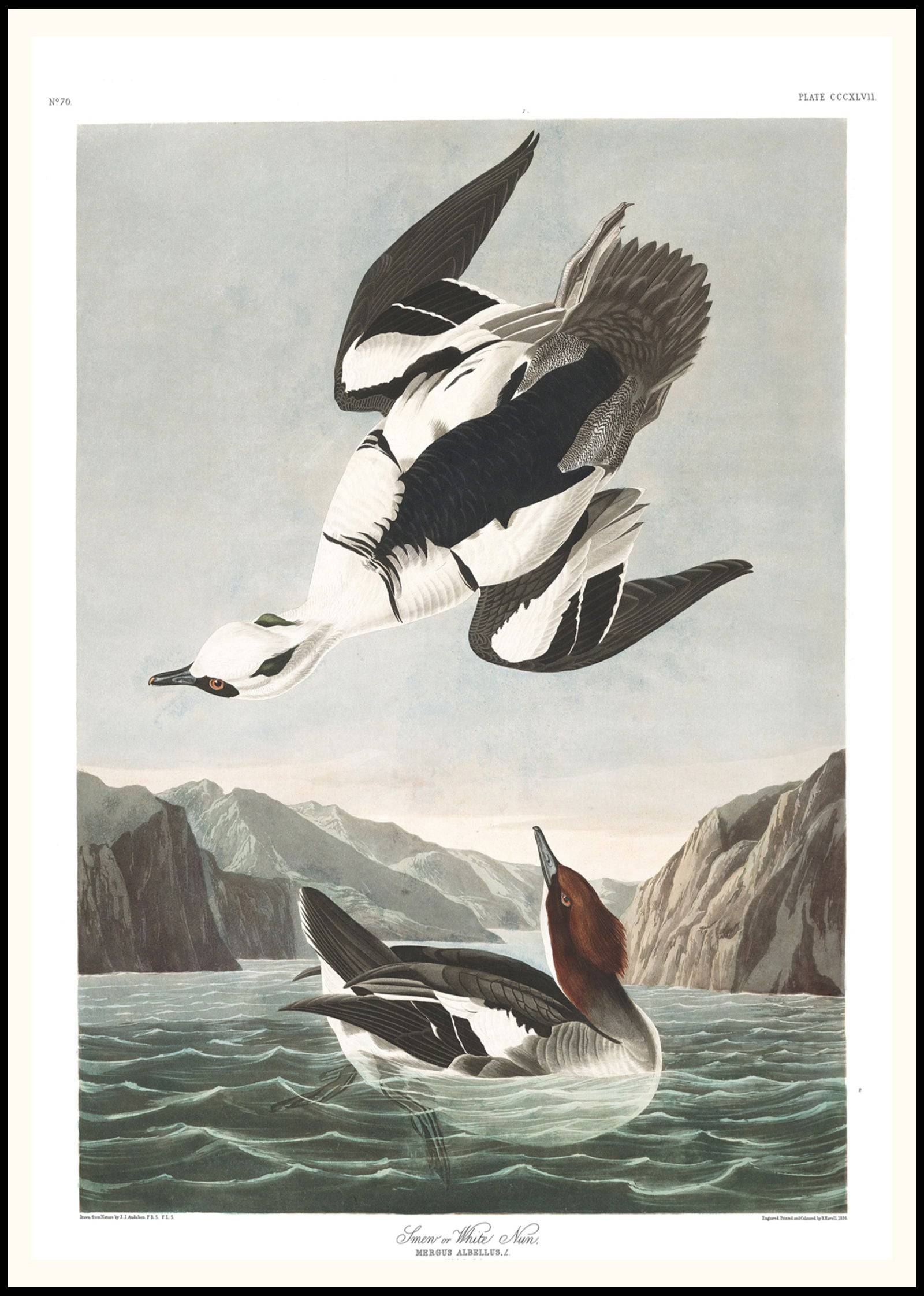 "John James Audubon - Smew or White Nun Poster"
