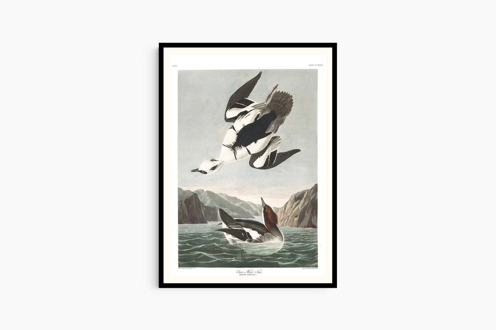 "John James Audubon - Smew or White Nun Poster"
