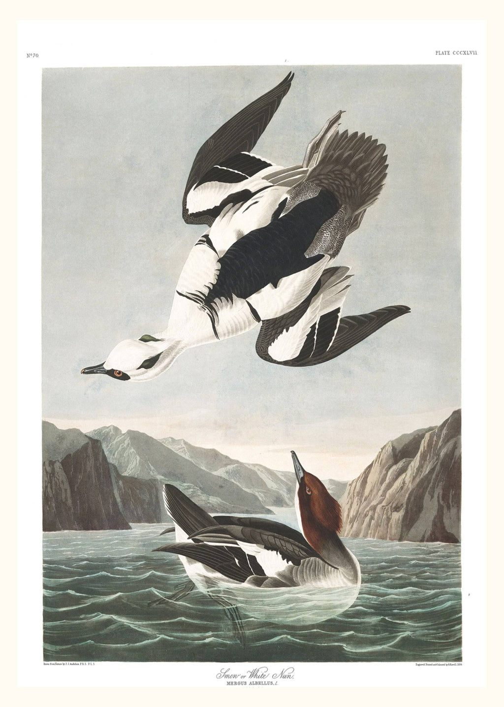 "John James Audubon - Smew or White Nun Poster"