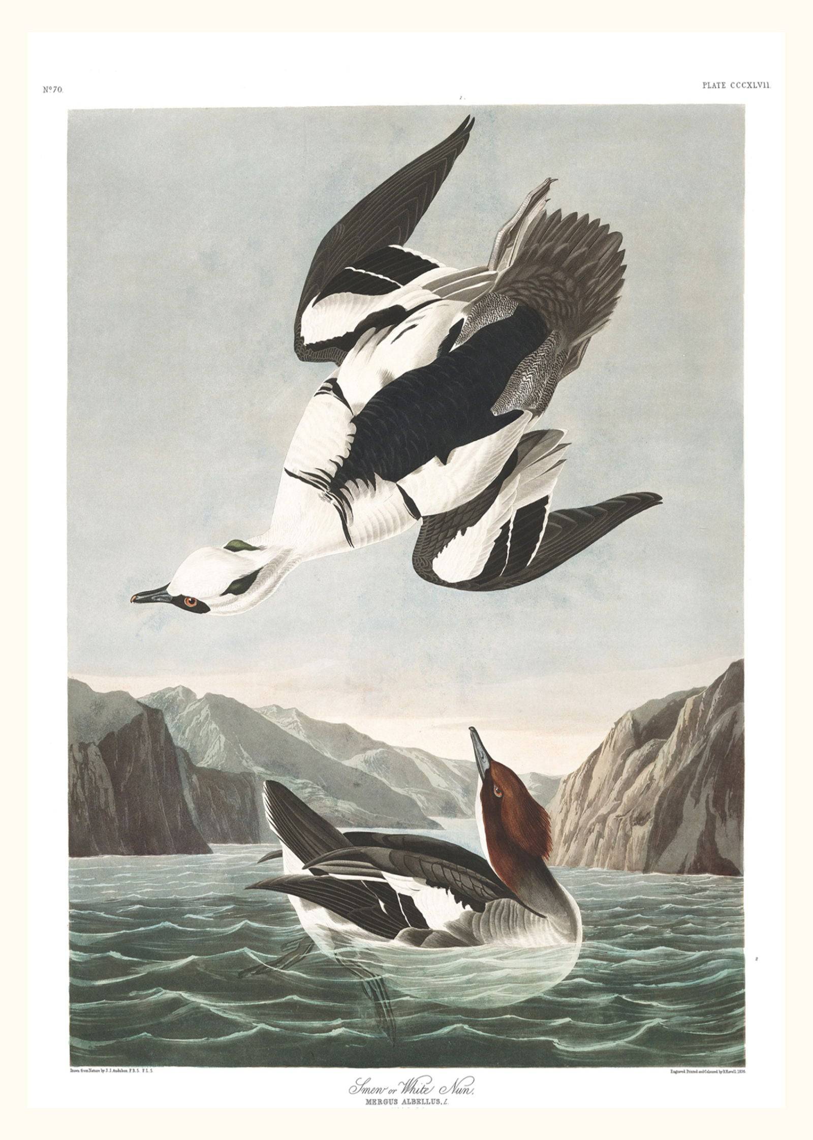 "John James Audubon - Smew or White Nun Poster"