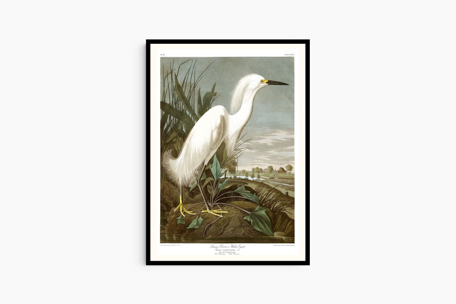 "Audubon - Snowy Heron Poster"