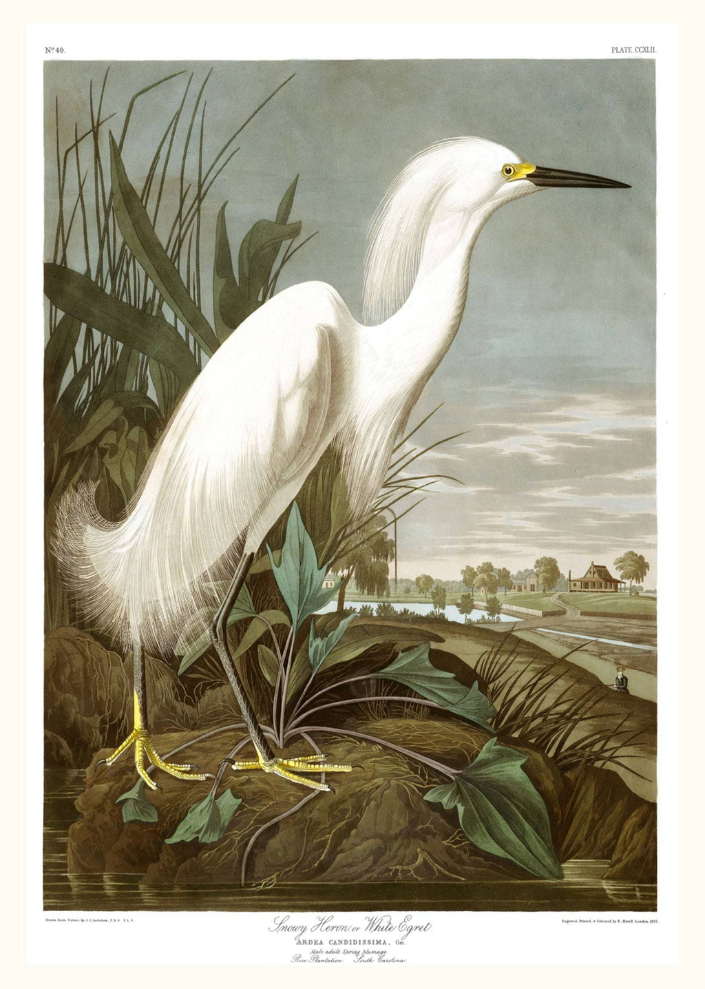 "Audubon - Snowy Heron Poster"