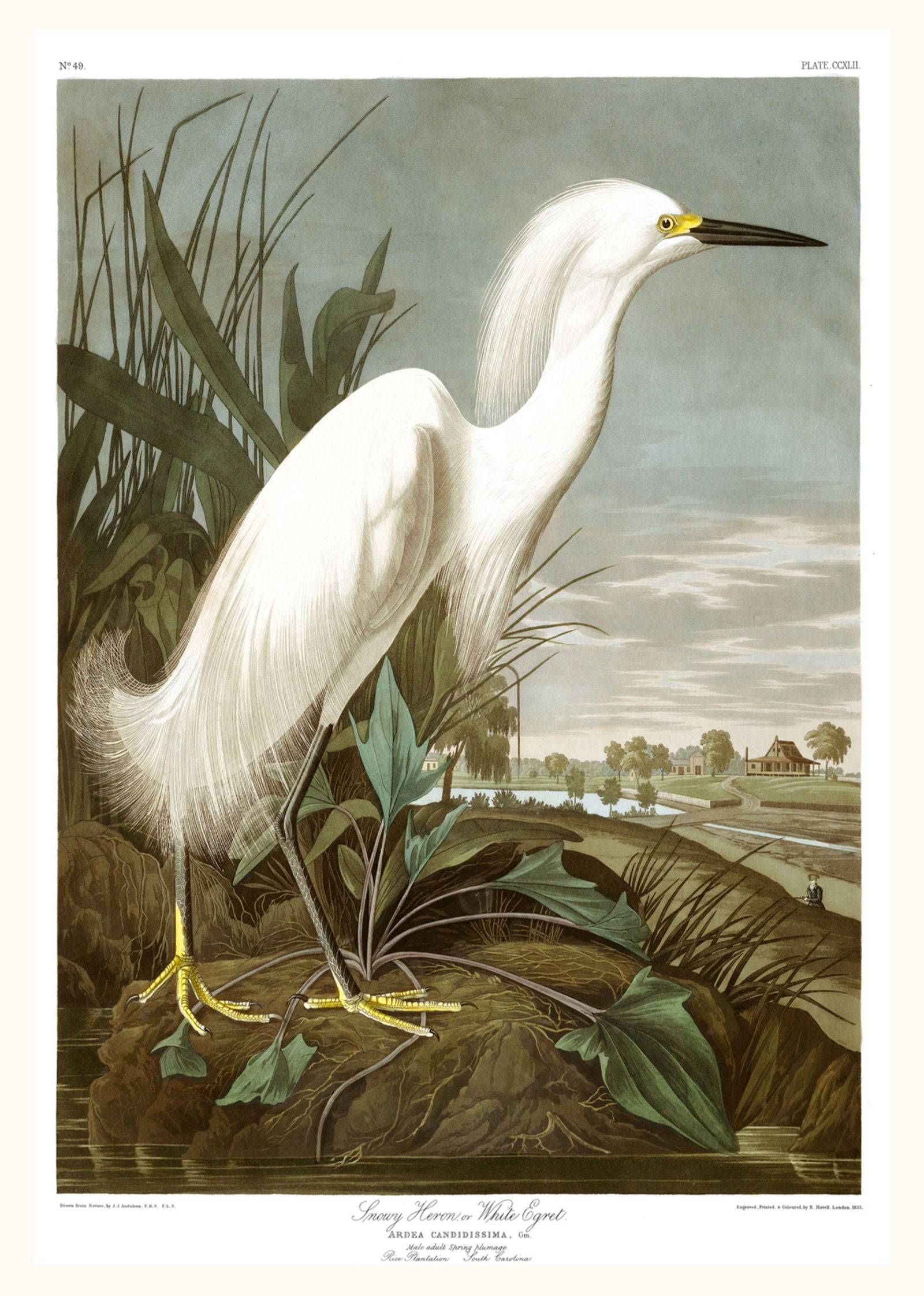 "Audubon - Snowy Heron Poster"