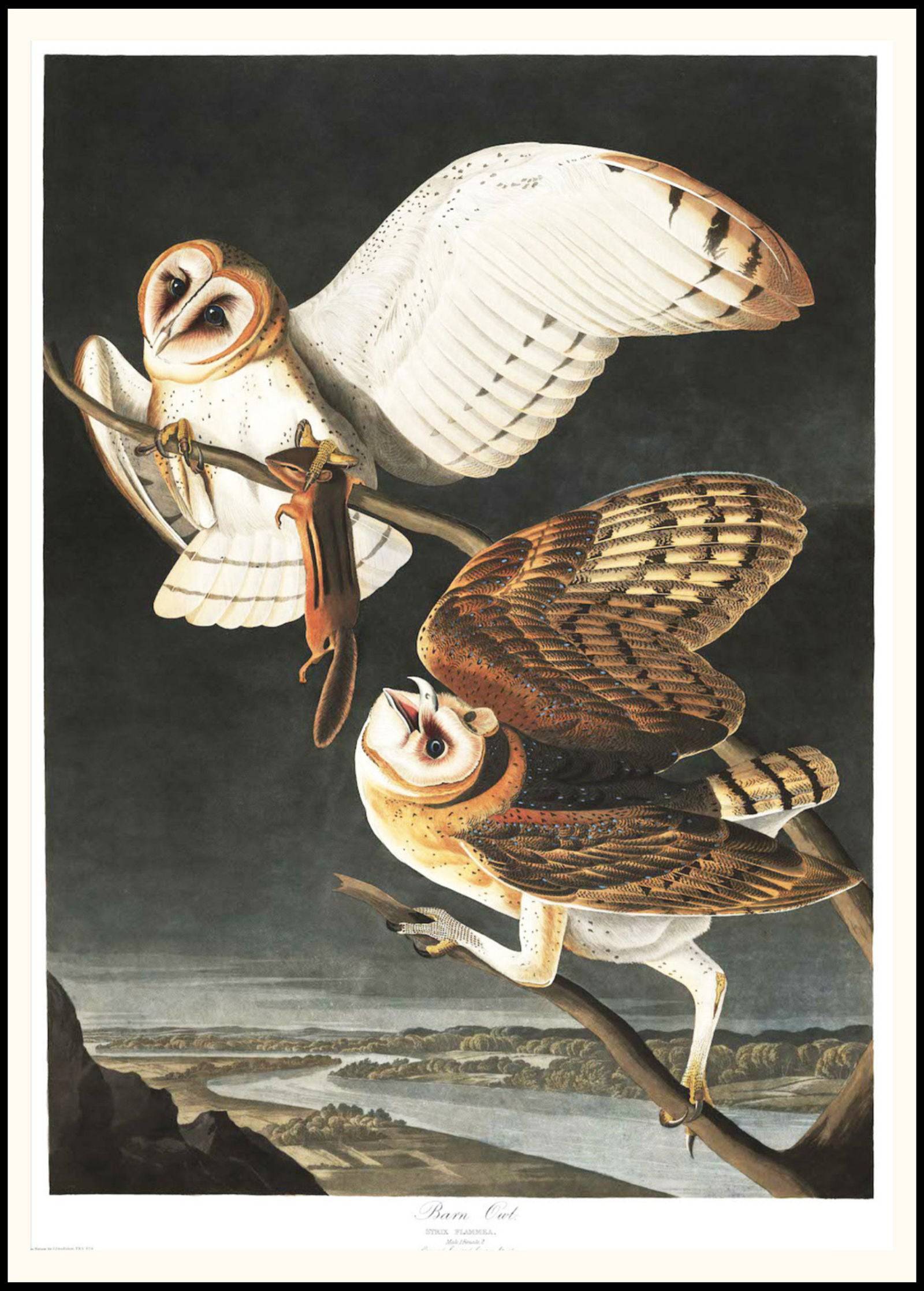 "Audubon - Barn Owl"