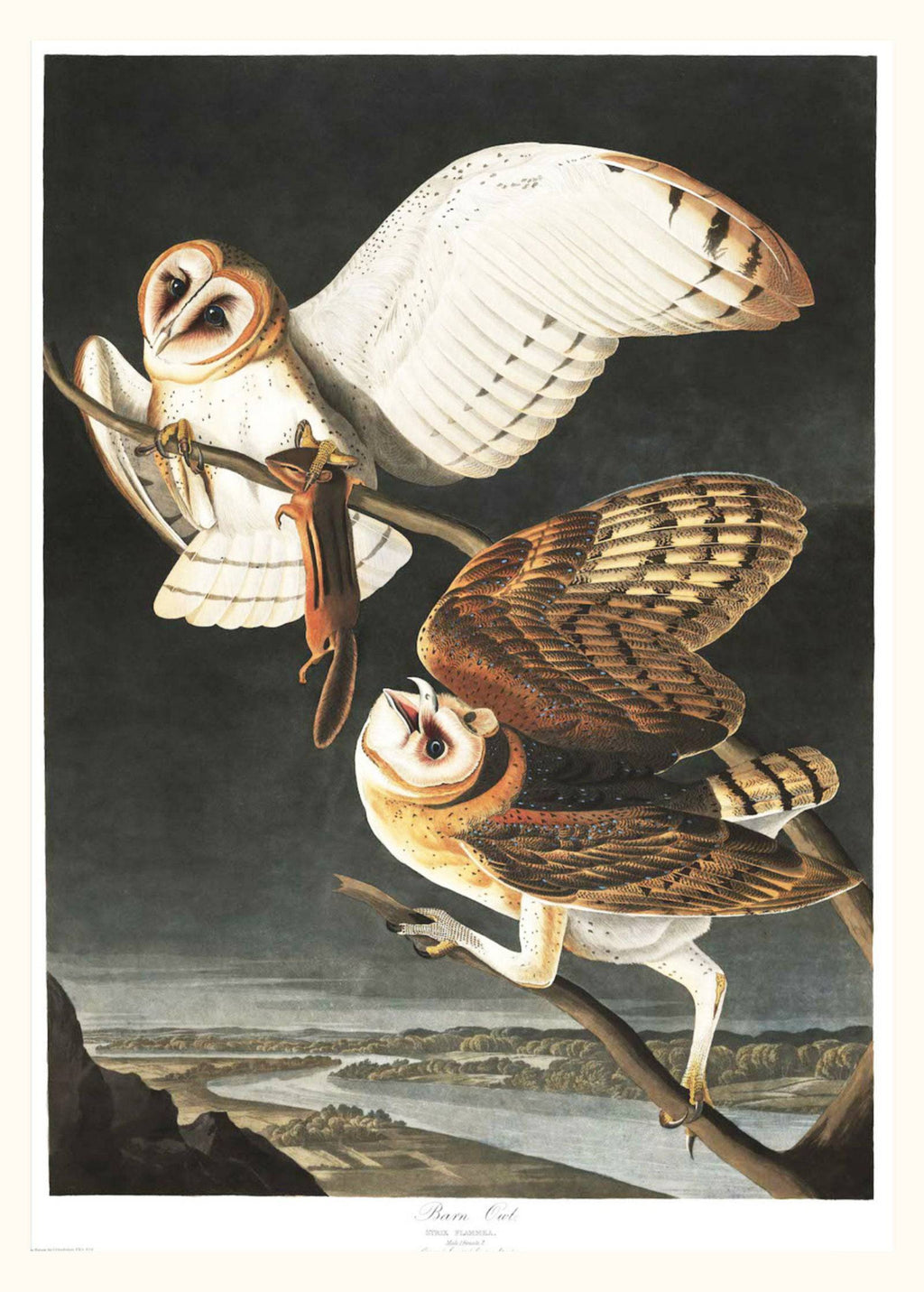 "Audubon - Barn Owl"