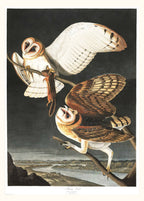 "Audubon - Barn Owl"