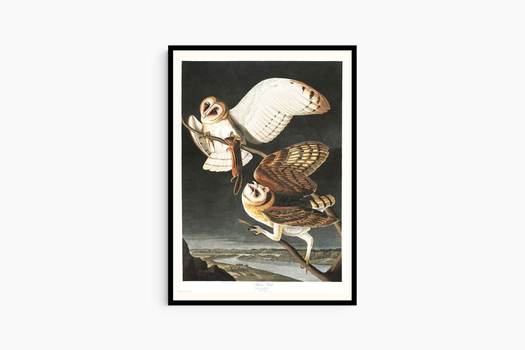 "Audubon - Barn Owl"