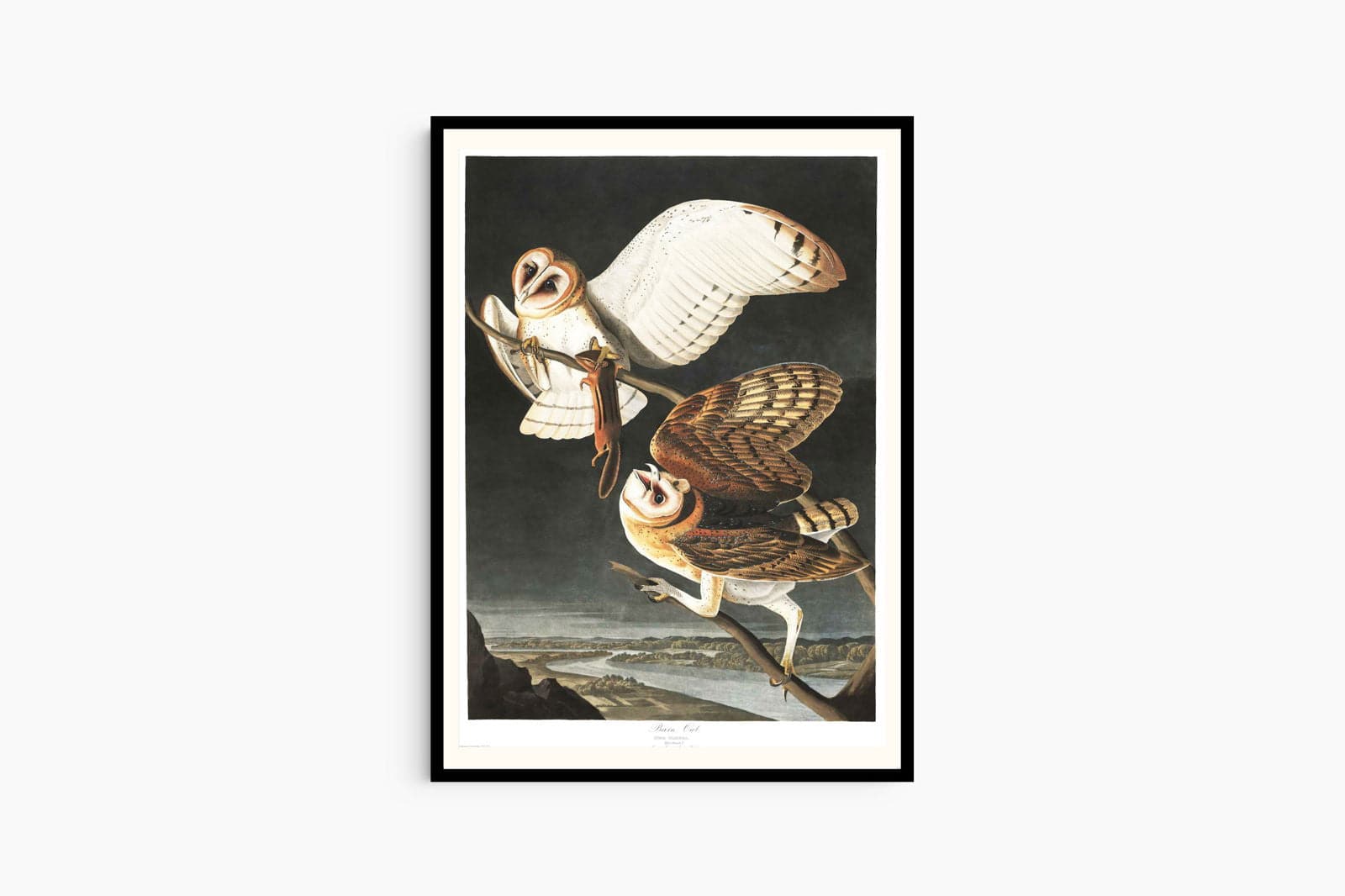 "Audubon - Barn Owl"