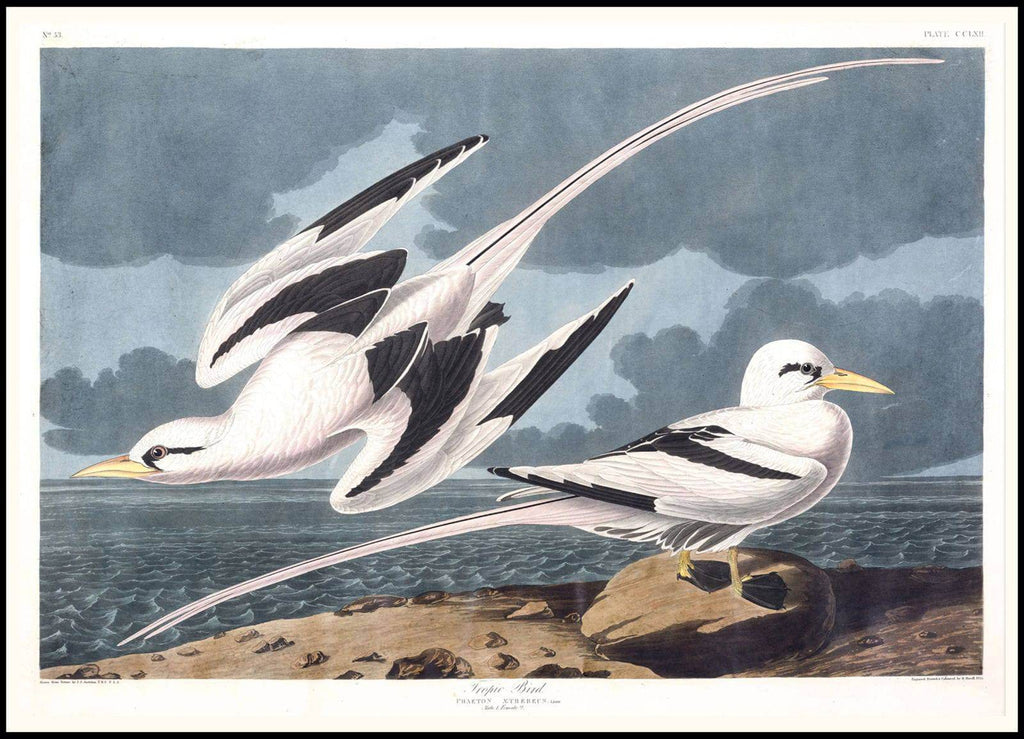 "Audubon - Tropic Bird - Hakyarts"