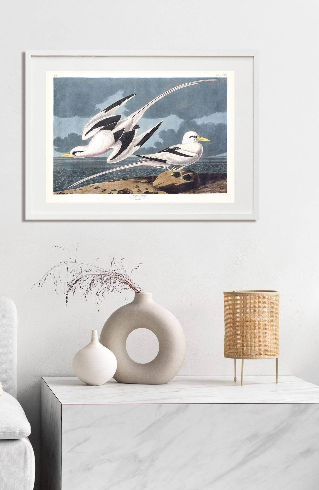 "Audubon - Tropic Bird - Hakyarts"