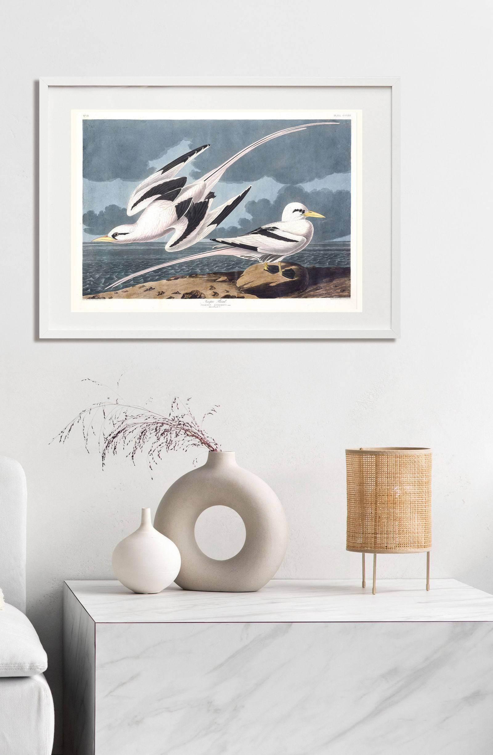"Audubon - Tropic Bird - Hakyarts"